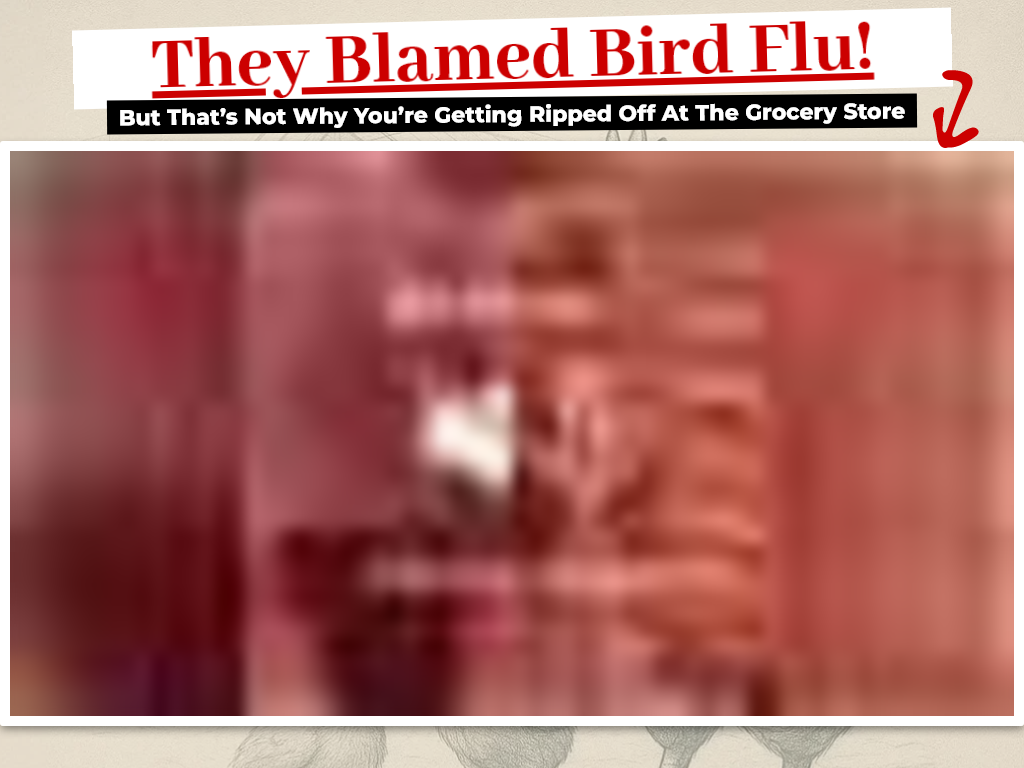 BACKYARD EGGS REVIEW | WHAT HAPPENS AFTER 6 MONTHS?